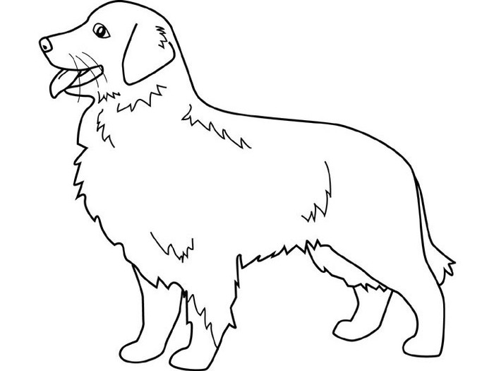 dogs_coloring_pages_golden-retriever (700x525, 38Kb)