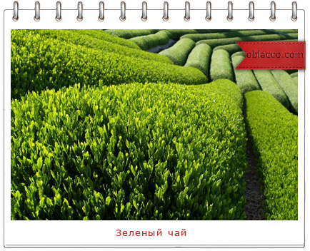 зеленый чай/3518263_shablon (434x352, 309Kb)