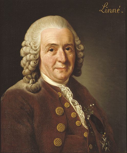 496px-Carl_von_Linné (496x599, 56Kb)