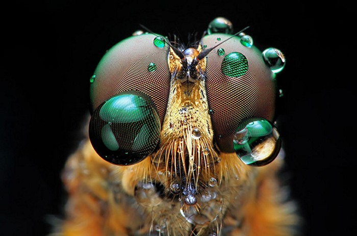 Insect_Eyes_Shikhei_Goh_1 (700x463, 72Kb)