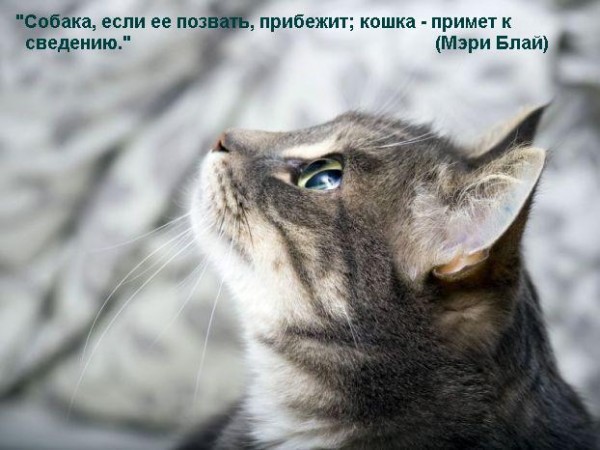 1340380257_bccfd8b04f5f (600x450, 61Kb)