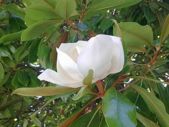 3109898_magnoliya_Ksu (549x412, 42Kb)