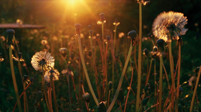 p0037076 (700x393, 93Kb)