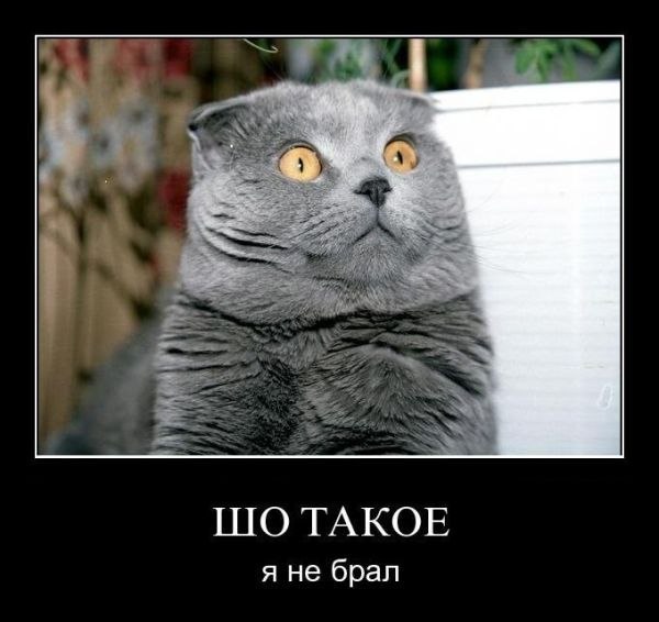 4326608_8O8uKW25A_s (600x566, 48Kb)