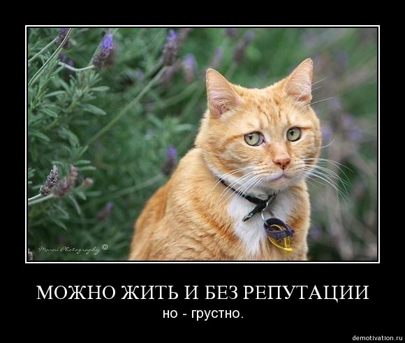 4326608_Demotivation_koteiko_ru_8 (580x491, 45Kb)