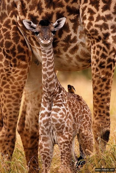 4833101_animals_097 (469x700, 296Kb)