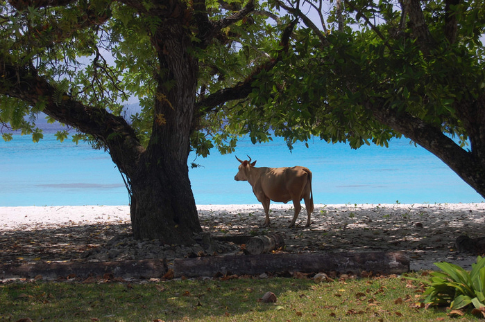 vanuatu (19) (700x465, 234Kb)