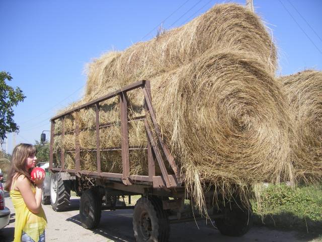Купить трактор сено. Трактор сено. Трактор с сеном. Фермер и сено. Навес для сена в рулонах.