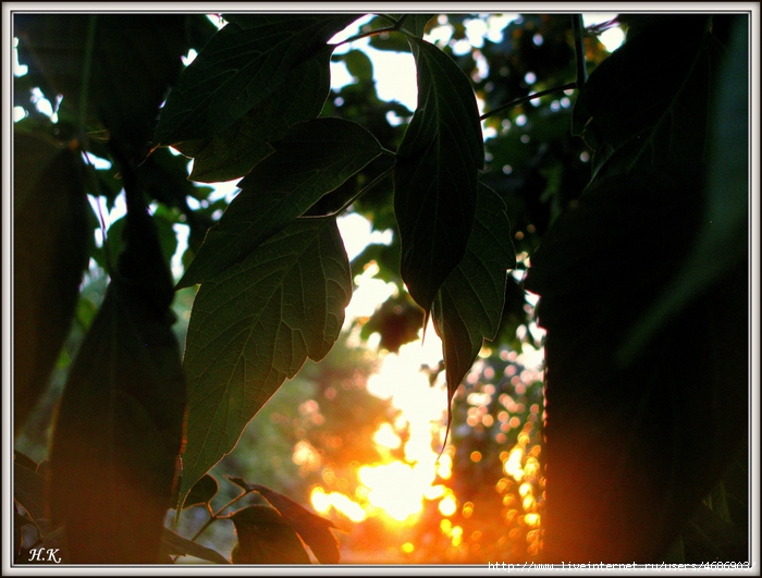4686903_IMG_5620 (700x531, 287Kb)