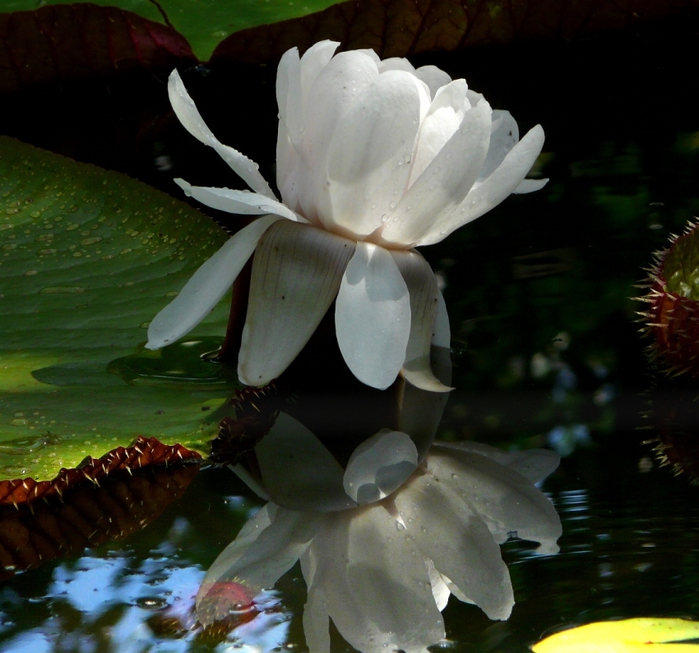 b6bb6811c40a (700x653, 290Kb)
