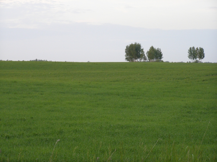 P6220053 (700x525, 240Kb)