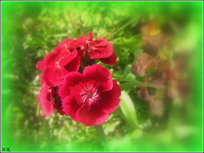 4686903_IMG_5613 (700x526, 215Kb)