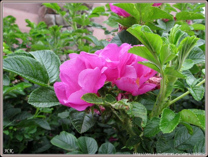 4686903_IMG_5658 (700x529, 352Kb)