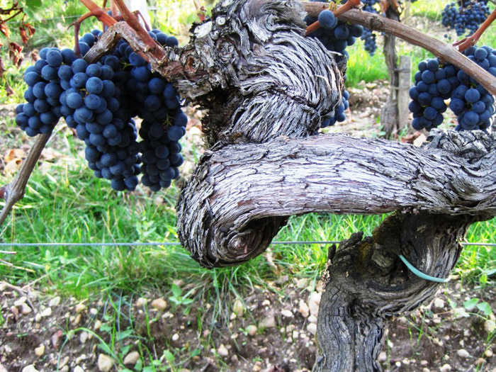 __-vine_Bordeaux_France (700x525, 231Kb)