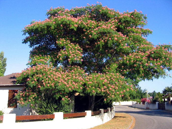 0_83403_69521334_XL (700x525, 231Kb)