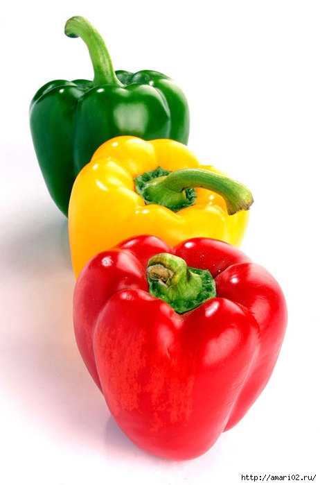 pepper1 (462x700, 115Kb)