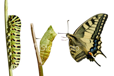 1340864196_stockphoto4608199swallowtailmetamorphosis (380x253, 42Kb)