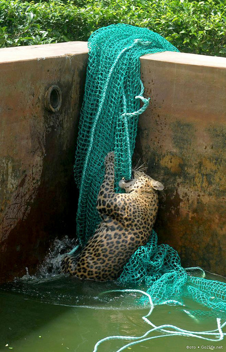 1340893191_save_leopard_5 (450x700, 178Kb)