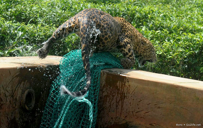 1340893109_save_leopard_6 (700x440, 134Kb)