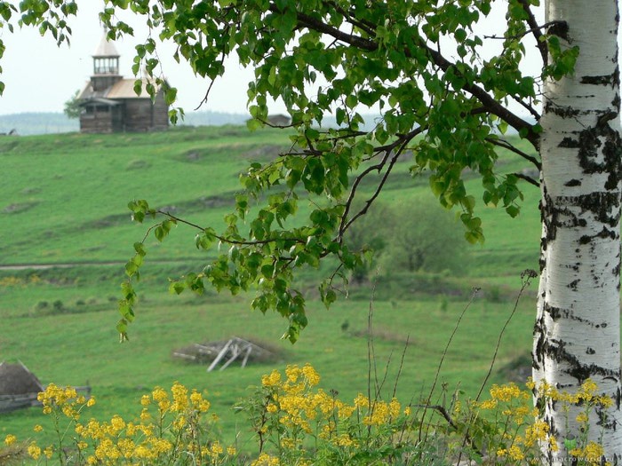 bereza_belaia (700x525, 115Kb)