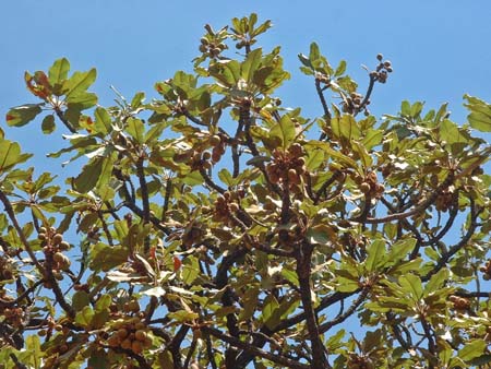 Shea_nuts_on_tree_in_Sudan (450x338, 51Kb)