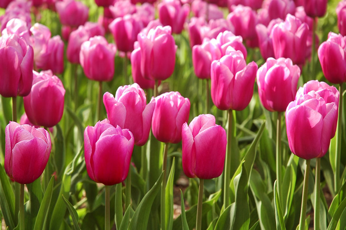 3243458_20060626195325_tulips (700x466, 163Kb)