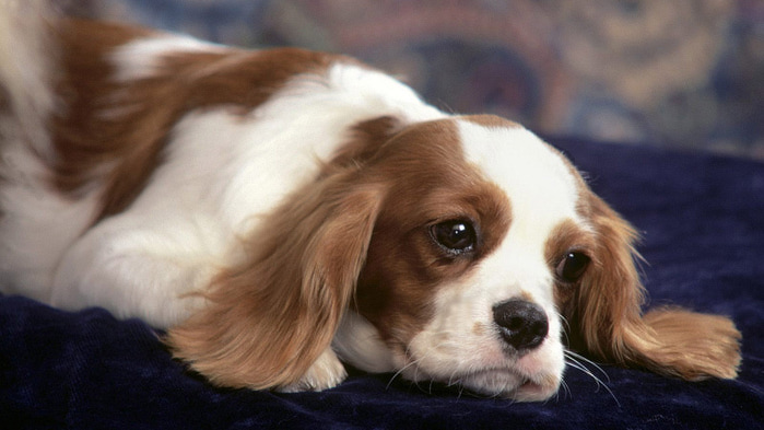 Cavalier-King-Charles-Spaniel-wallpaper-1366x768 (700x393, 79Kb)