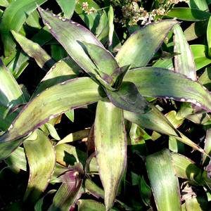 Callisia_fragrans (300x300, 25Kb)