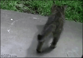 Kitten-nap-fail-falls (285x200, 958Kb)