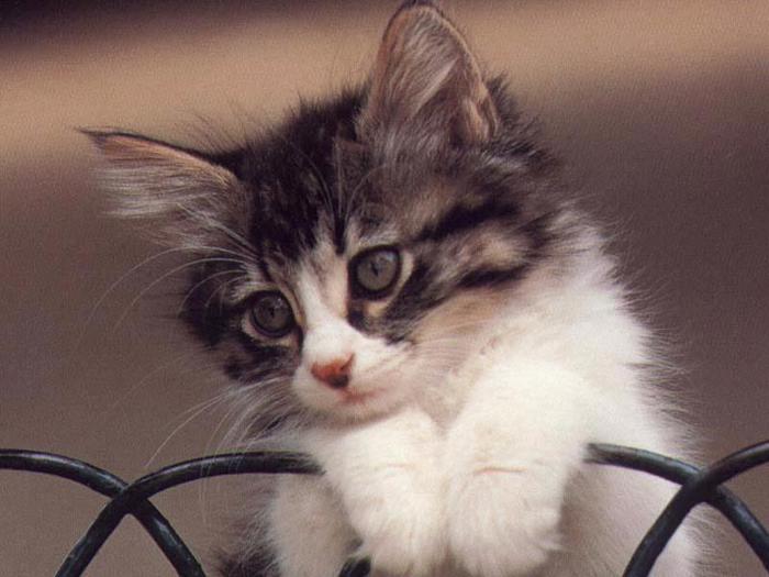 1223557229_kitty601 (700x525, 43Kb)