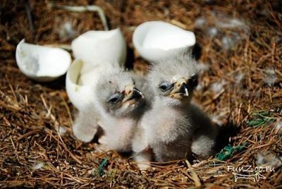 1302431707_eaglet018 (400x268, 34Kb)