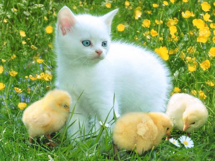 kedi (700x525, 69Kb)
