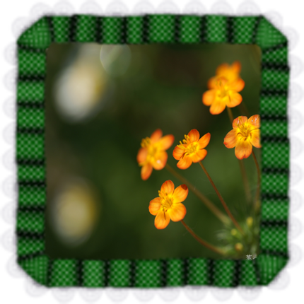 023983789 (430x430, 1237Kb)