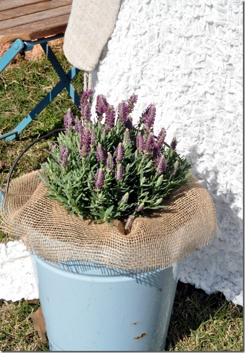 lavender in bucket_thumb[2] (480x691, 159Kb)