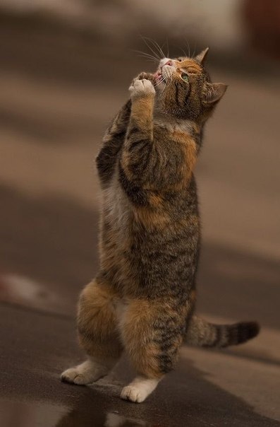 4546560_A8L_ZcnAqUA (397x604, 33Kb)