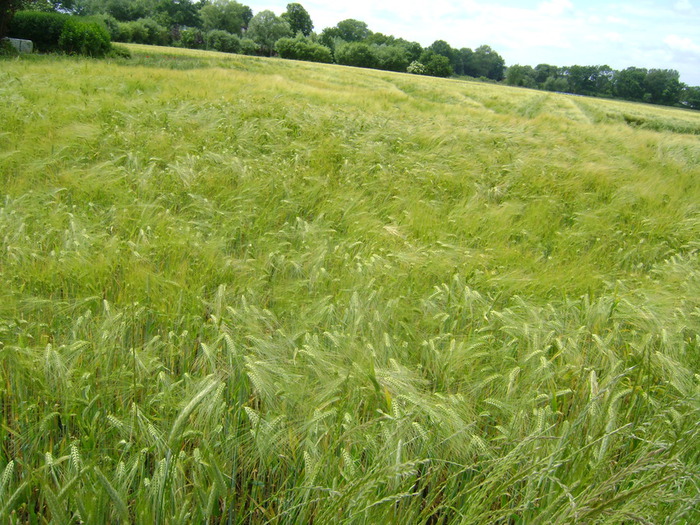 DSC00007 (700x525, 179Kb)