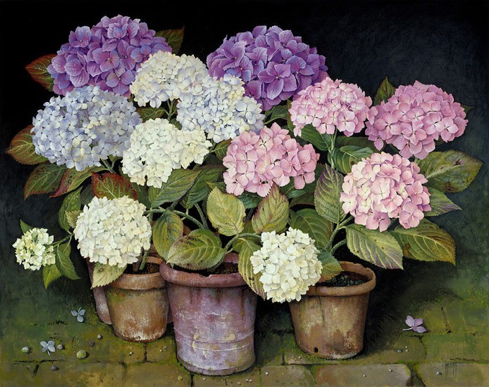 HYDRANGEAS ON BRICK PATH (700x554, 149Kb)