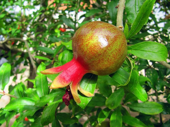 Какой фрукт не успевает созреть в сочи. Абхазский гранат. Гранат дерево в Абхазии. Абхазия фрукт гранат. Плод похожий на гранат.