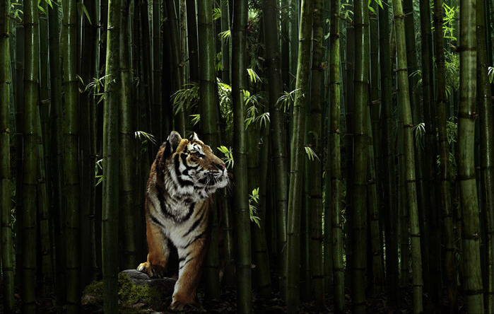 04_03_2009_0381650001236116463_peter_hebeisen (700x444, 126Kb)