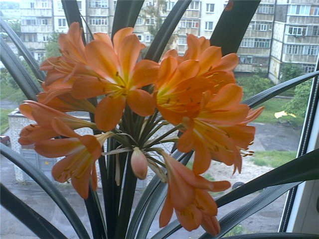 1 (640x480, 69Kb)