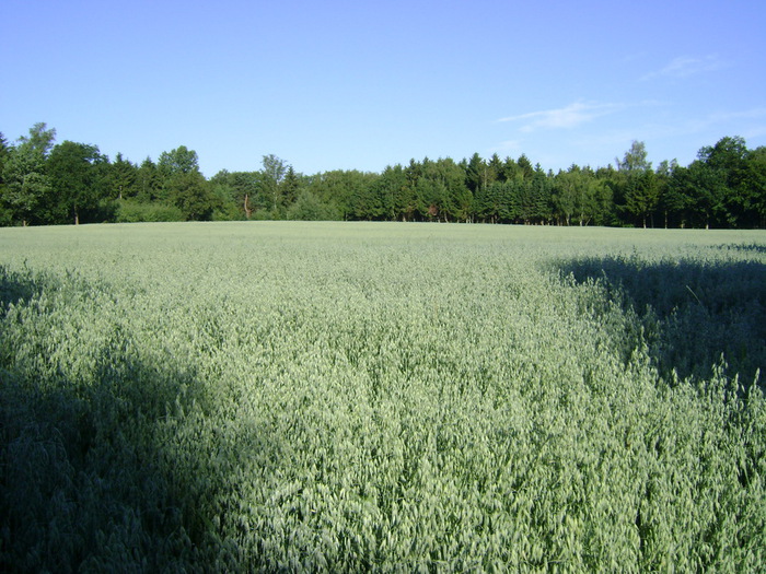 DSC00523 (700x525, 164Kb)