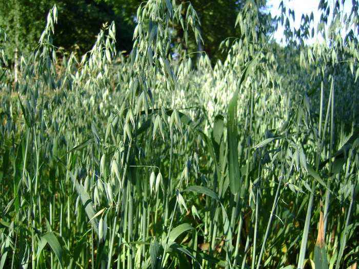 DSC00520 (700x525, 211Kb)