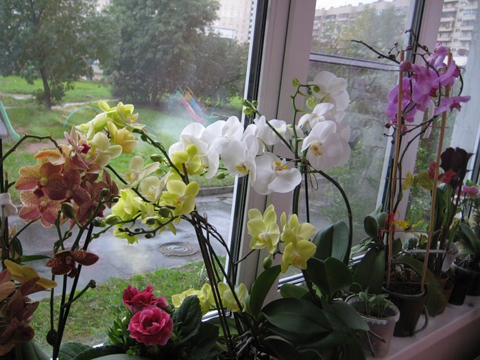 Imagini pentru цветы на подоконнике