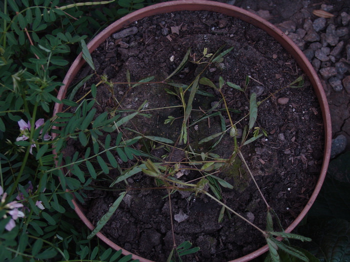 DSC00402 (700x525, 141Kb)