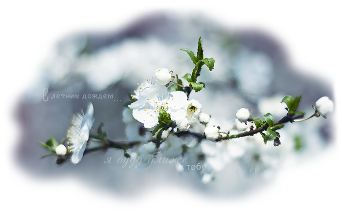spring_flowers_by_kwusherar (700x437, 368Kb)
