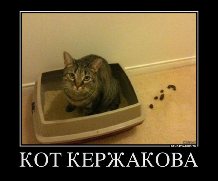 45418360_kot-kerzhakova (700x578, 66Kb)