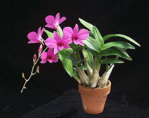 Dendrobium_phalaenopsis (500x395, 40Kb)