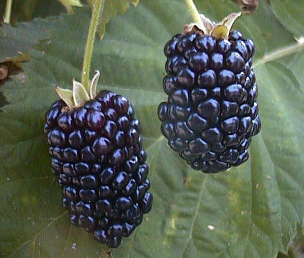 blackberry_fruit (598x507, 65Kb)