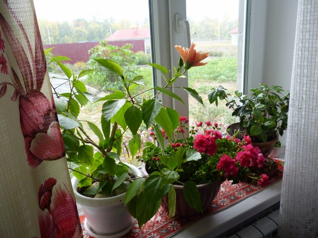  P1020522 (640x480) (640x480, 128Kb)