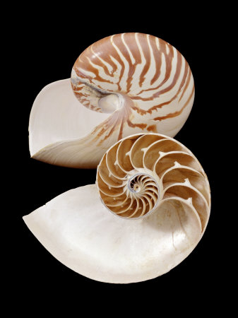 4960537_janeburtonchamberedpearlynautilusnautiluspompiliusshellsindopacific (337x450, 29Kb)